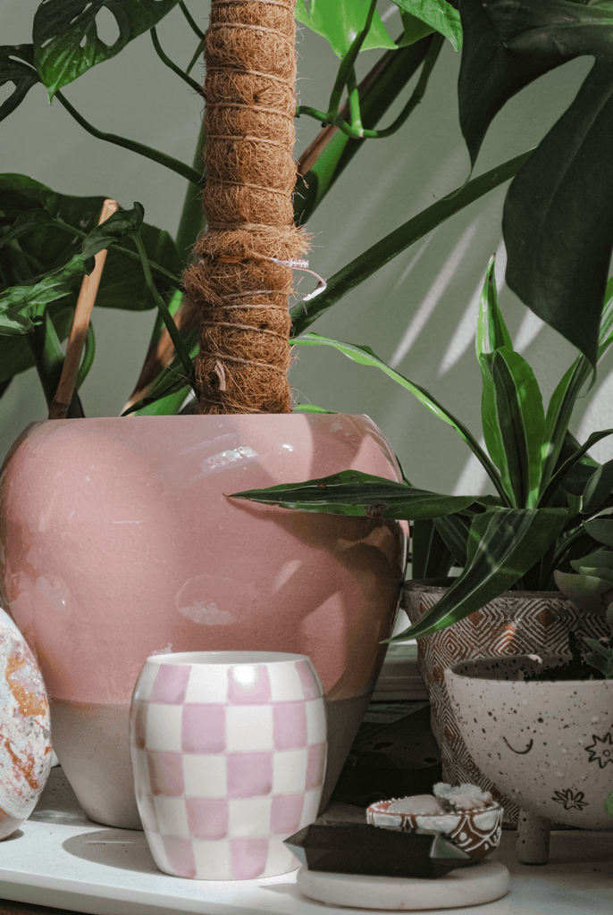 A pink checkered cup and a large potted plant with broad leaves sit in soft sunlight. A small patterned pot and a stone with a face drawing rest nearby, creating a cozy, artistic atmosphere.
