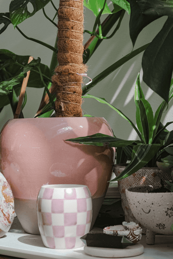 A pink checkered cup and a large potted plant with broad leaves sit in soft sunlight. A small patterned pot and a stone with a face drawing rest nearby, creating a cozy, artistic atmosphere.