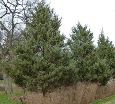 A cluster of evergreen trees under a gray sky gives off the gentle scent of fir needle, reminiscent of A Wild Soap Bars Cedarwood. Brown grass and bare deciduous branches create a natural foreground and background.