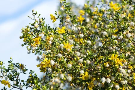 A branch of a Creosote bush with yellow flowers and fluffy white seed pods against a clear blue sky has antifungal properties, adding vibrant textures to the dense green foliage. Its a key ingredient in A Wild Soap Bar - Chaparral shampoo by A Wild Soap Bar.