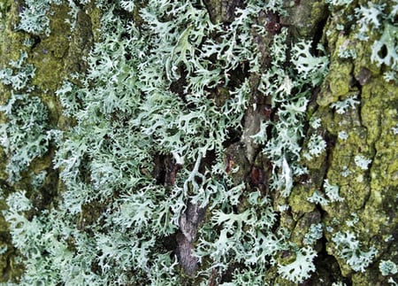 Close-up of green and silver lichen, similar to oakmoss, on rough tree bark. Its intricate leafy patterns contrast with the brown texture beneath, evoking the natural essence found in A Wild Soap Bar - Oak Moss by A Wild Soap Bar.