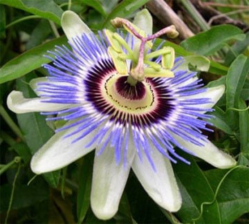 A close-up of a passionflower with intricate purple and white petals, a central green-and-purple corona, and protruding yellow-green stamens evokes the calming essence of ylang-ylang essential oil, similar to A Wild Soap Bars Passionflower by A Wild Soap Bar.