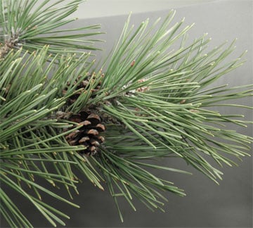 The image captures a pine branch with lush green needles and small brown cones, exuding an aroma akin to A Wild Soap Bars Pine Tar Neem, set against a muted gray-green backdrop that accentuates the textures.