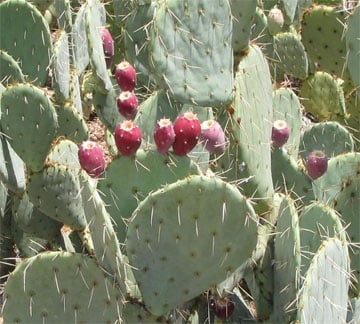 A Wild Soap Bars Prickly Pear features flat green pads and reddish-purple fruits, thriving with aloe vera. Sharp spines cover the pads, while vibrant fruits contrast aloe’s smooth leaves, adding to the allure of this unique soap.