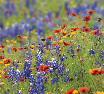 The lively scene of wildflowers—bluebonnets and red Indian paintbrushes—paired with the calming scent of rose geranium from A Wild Soap Bars Wildflower, set against a green blur.