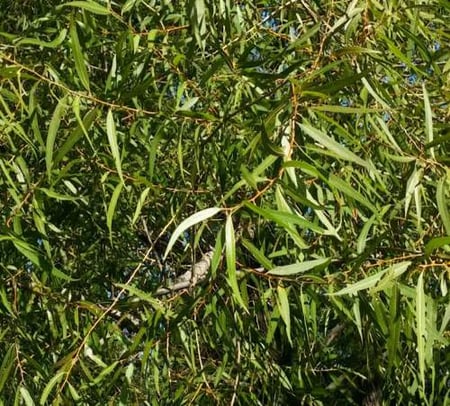 Dense black willow tree branches with long, narrow green leaves overlap against a blue sky, evoking the refreshing purity found in A Wild Soap Bar - Black Willow by A Wild Soap Bar.